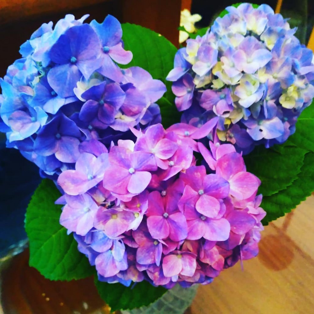獨角獸等級的夢幻 日本稀有花屬 三色漸層繡球 連花語都美 祝願你一生幸福 Pagecup
